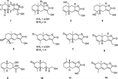 Eutypellaolides A–J, Sesquiterpene diversity expansion of the polar fungus Eutypella sp. D-1